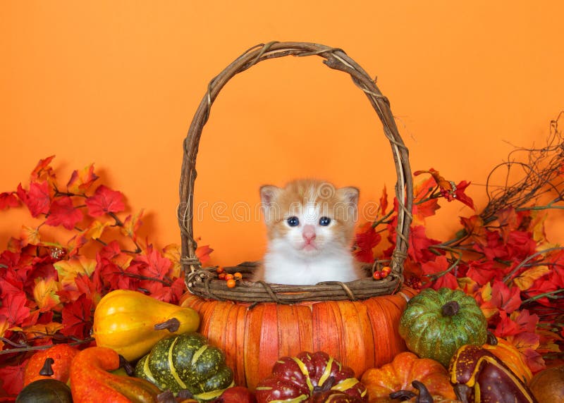 Tabby kitten in an autumn basket