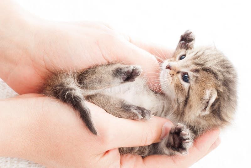 Tabby kitten in hands