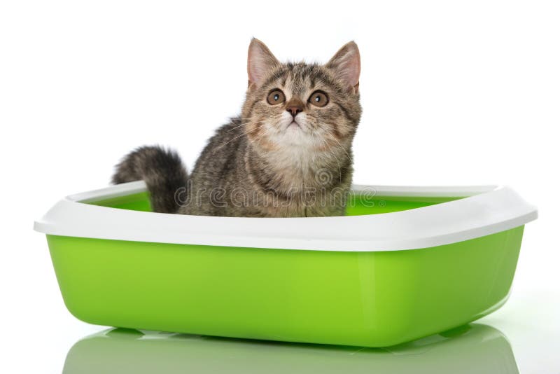 Tabby Kitten Sitting in a Litter Box Stock Image Image of litter