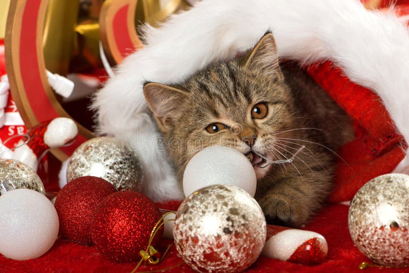 Tabby kitten lying in a red santa boot and bite into a christmas ball