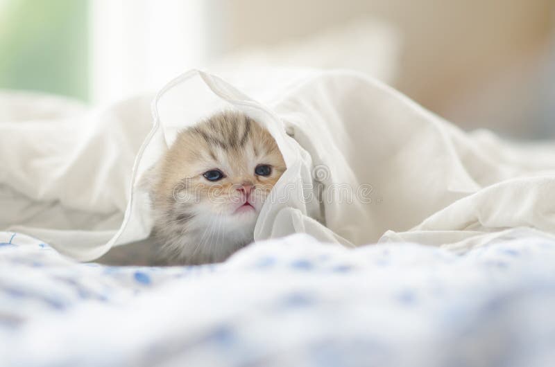 Tabby Kitten Playing Under White Blanket Stock Photo Image of soft