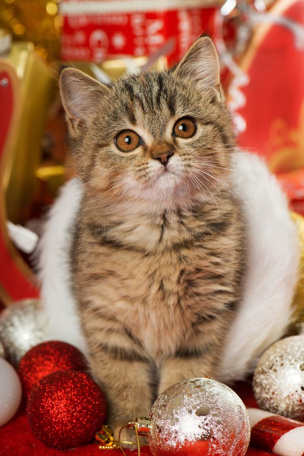 Tabby kitten in a santa boot with many red christmas decoration. Tabby kitten in a santa boot with many red christmas decoration