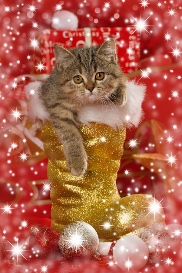 Tabby kitten in a santa boot with many red christmas decoration. Tabby kitten in a santa boot with many red christmas decoration