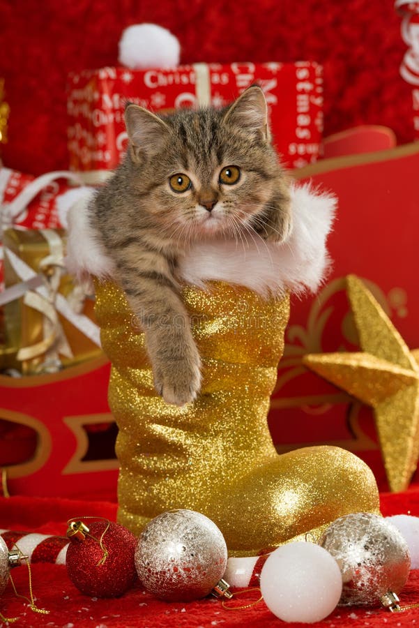 Tabby kitten sits in a golden santa boot and looking to camera