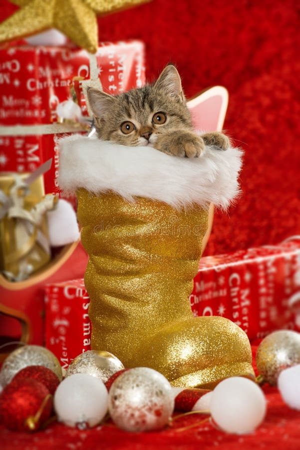 Tabby kitten sits in a golden santa boot and looking to camera