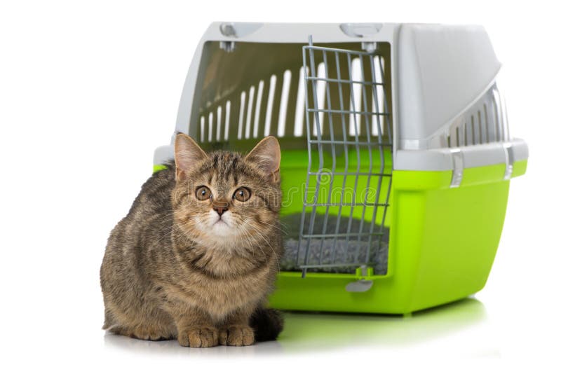 Tabby Kitten Sitting In A Front Of A Transport Box Stock