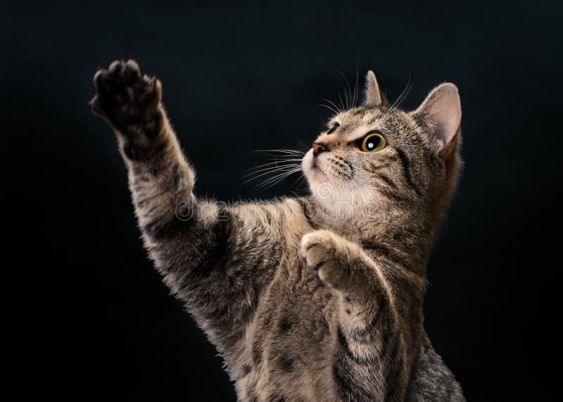 Tabby Kitten Waving royaltyfria bilder Tabby Kitten Waving royaltyfria bilder