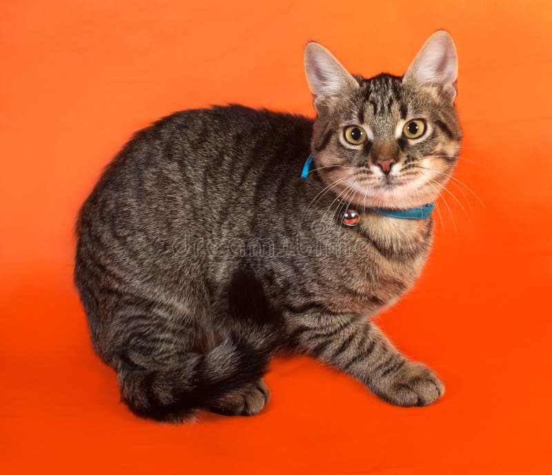 Tabby Kitten Yellow Eyes Blue Collar Lying Orange Stock Photos Free