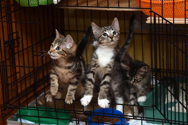 Tabby kittens in a cage stock image. Image of adorable 156558141