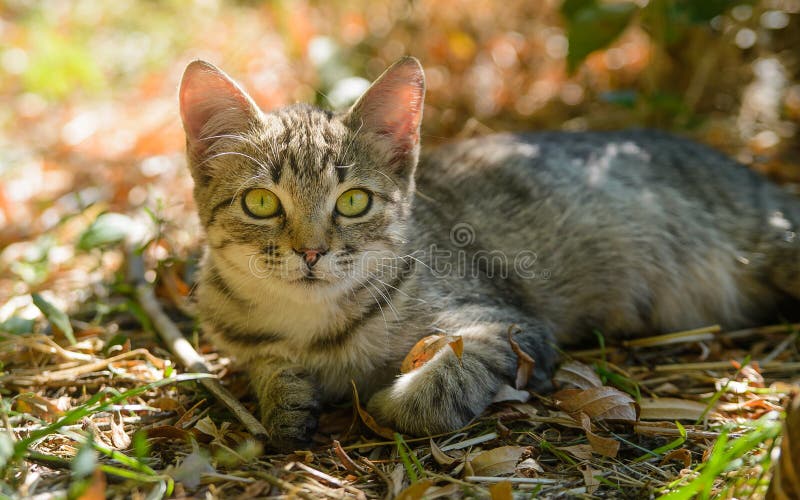 Tabby kitty cat sitting in the leaves out door