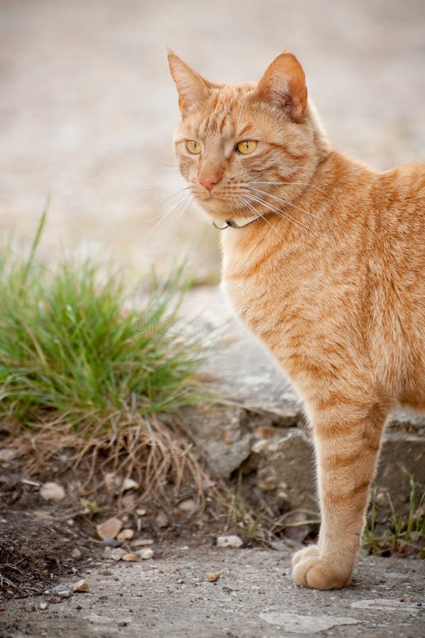 Tabby lookout