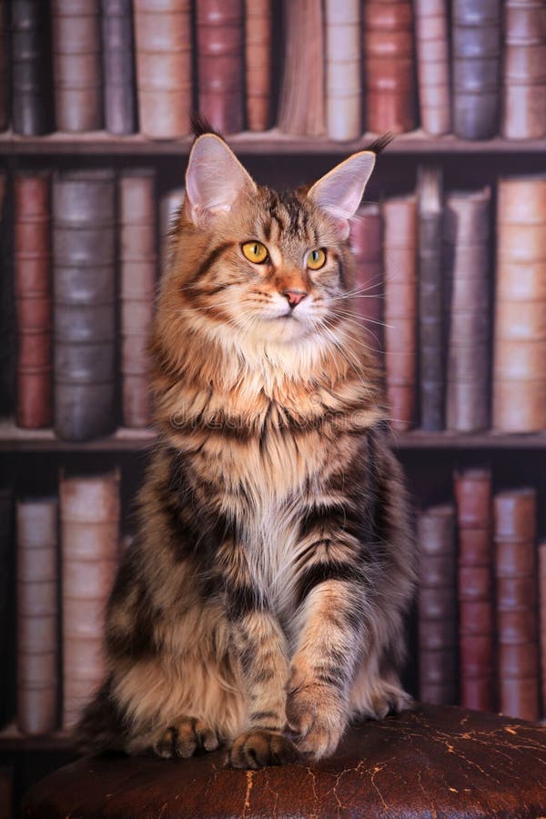 red ticked tabby maine coon red ticked tabby maine coon