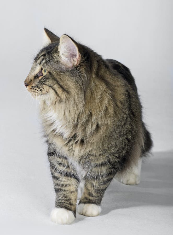 Tabby Norwegian Forest cat stock image. Image of male - 35250509