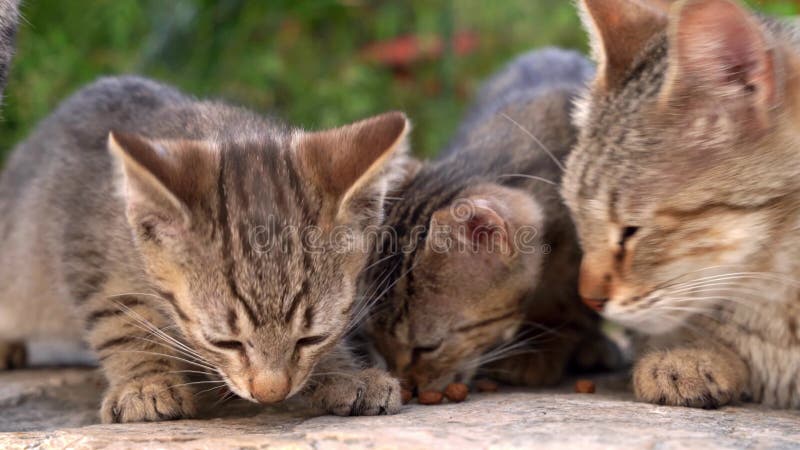 Tabby perdue chatons mangent de la nourriture sèche dans la rue et une mère chatte endormie se trouve à côté d'eux et renifle pare clips vidéos
