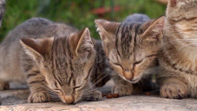 Tabby perdue chatons manger greedily de la nourriture sèche dans la rue et une mère chatte endormie se trouve à côté d'eux et reni banque de vidéos