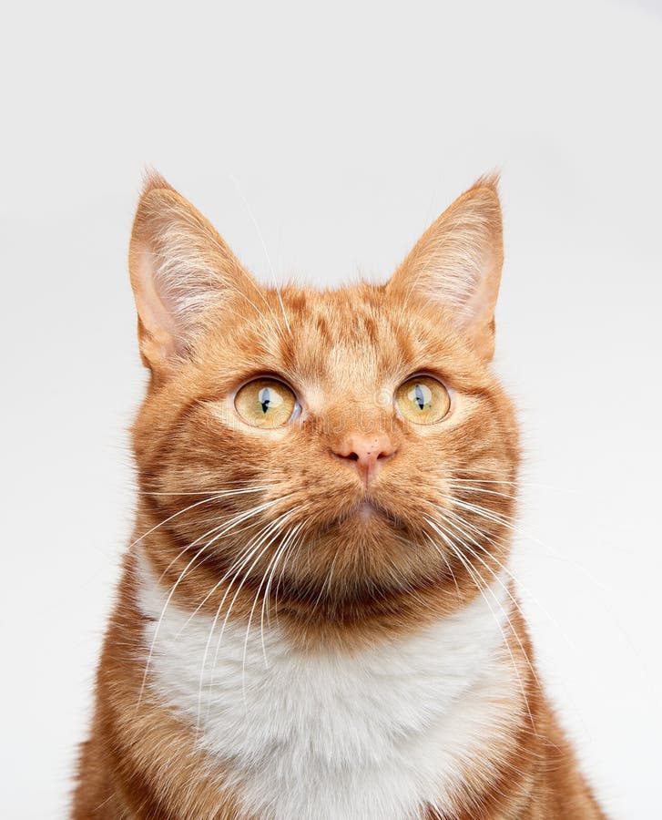 Selective focus shot of a gray cat with an angry cat face with a