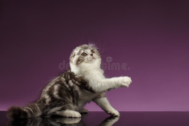 Tabby Scottish Fold Kitten Sits blanca y aumento para arriba de la pata fotografía de archivo Tabby Scottish Fold Kitten Sits blanca y aumento para arriba de la pata fotografía de archivo