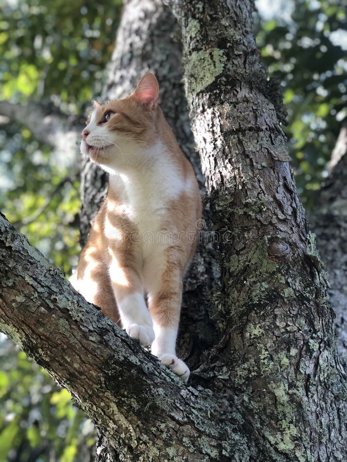 Tabby in a tree stock photo. Image of orange, meow, kitten 197169330