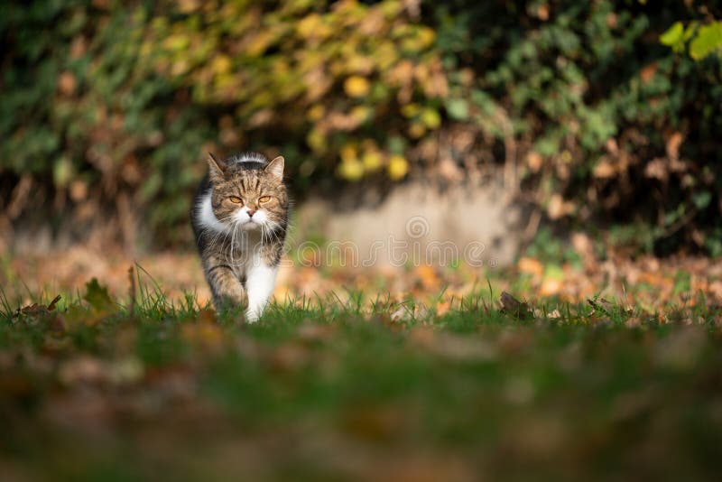 tabby white cat roaming outdoors walking on meadow