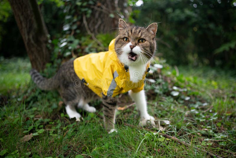 Premium AI Image  A cat wearing a jacket that says'the walking