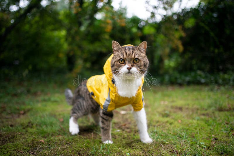 Cat rain coat hi-res stock photography and images - Alamy