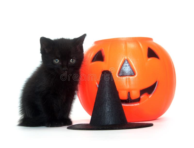 Tabby котенка halloween украшений стоковые изображения