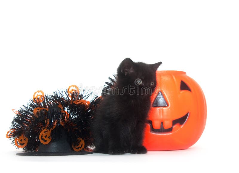 Tabby котенка halloween украшений стоковые изображения rf