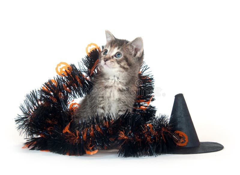 Tabby котенка halloween украшений стоковые фото