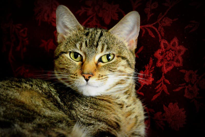Tabbykatt som ser kameran arkivbilder Tabbykatt som ser kameran arkivbilder