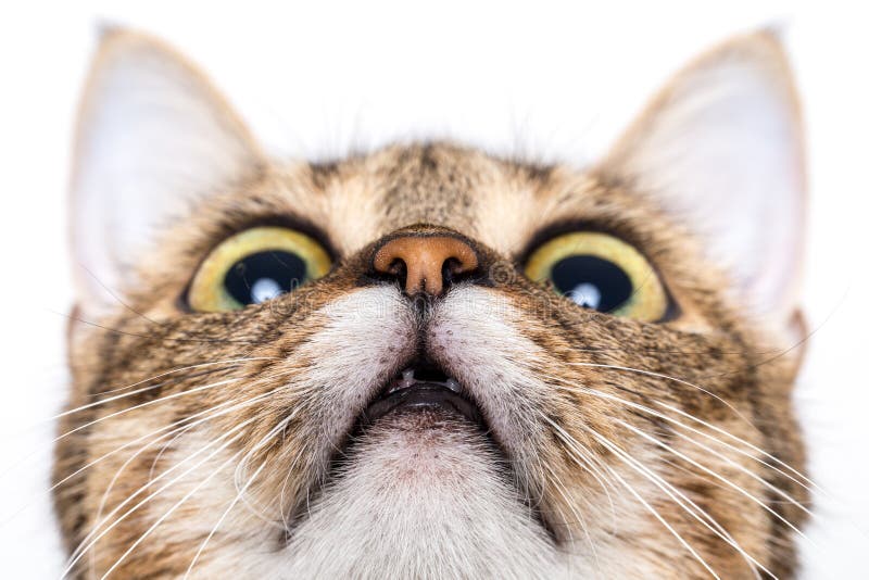 Tabbykatze, die oben schaut stockfoto Tabbykatze, die oben schaut stockfoto