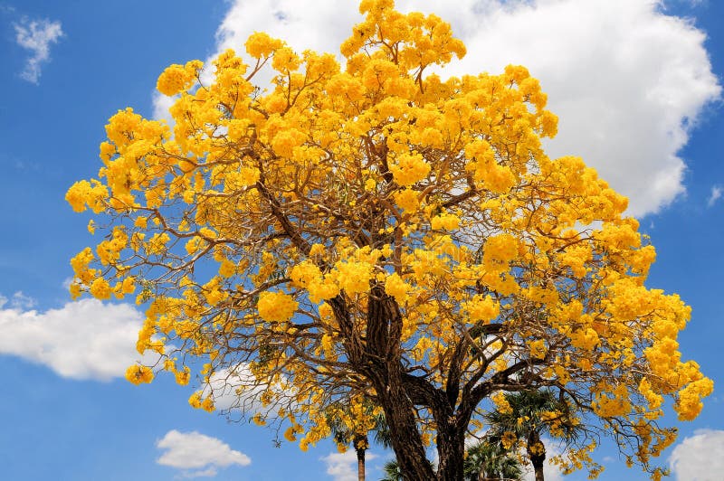 Tabebuia aurea drzewo w pełnym kwiacie, Floryda zdjęcia royalty free Tabebuia aurea drzewo w pełnym kwiacie, Floryda zdjęcia royalty free