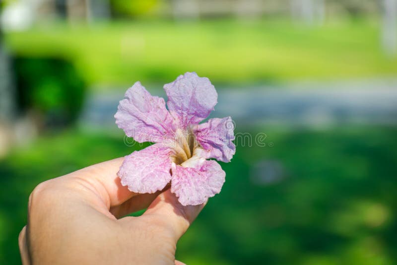 Tabebuia rosea kwiat w ręce zdjęcie stock Tabebuia rosea kwiat w ręce zdjęcie stock