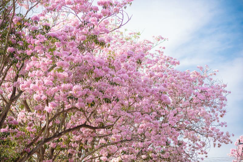 Background of Tabebuia Rosea is a Pink Flower Neotropical Tree Stock ...