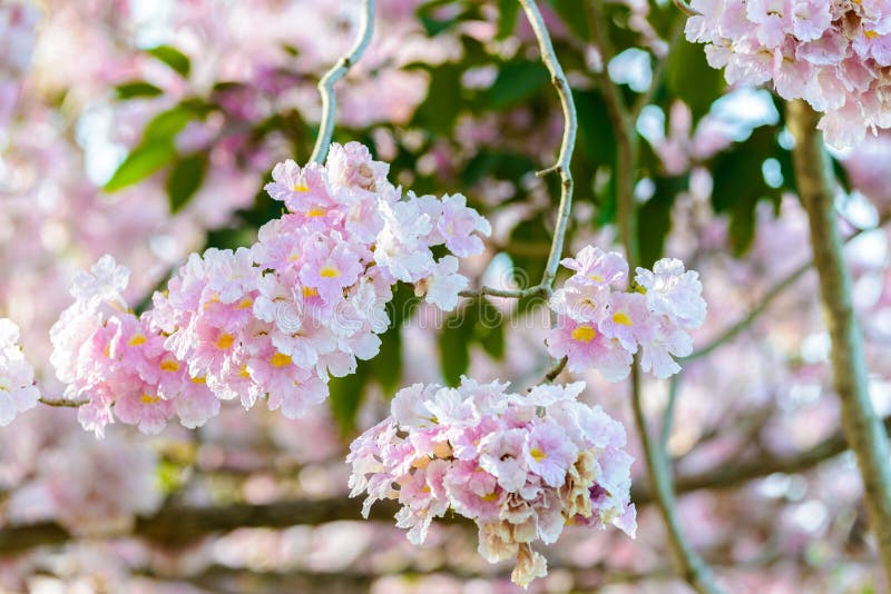 Tabebuia rosea is a Pink Flower neotropical tree and blue sky