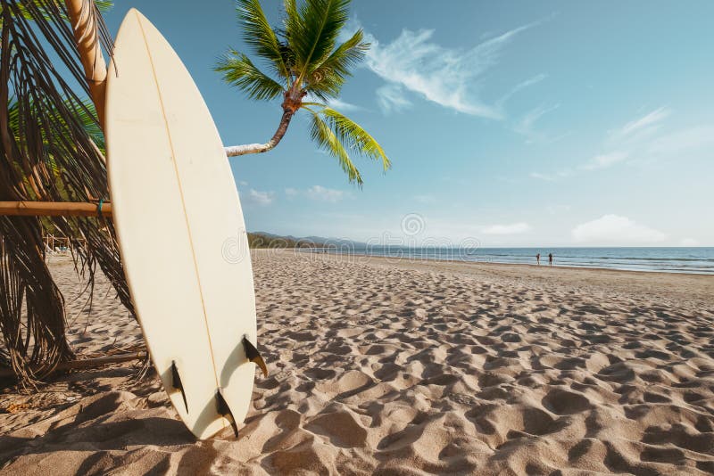 Tablas de surf y palmeras en el fondo de la playa con gente