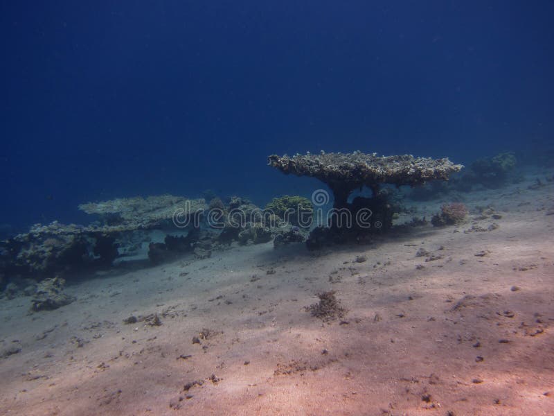 Table coral stock photo. Image of nature, coral, beautiful 28894850