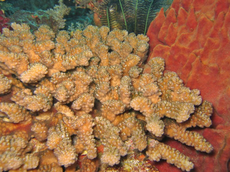 Table Coral Picture. Image 906854