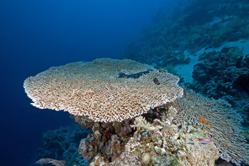 Table coral and ocean