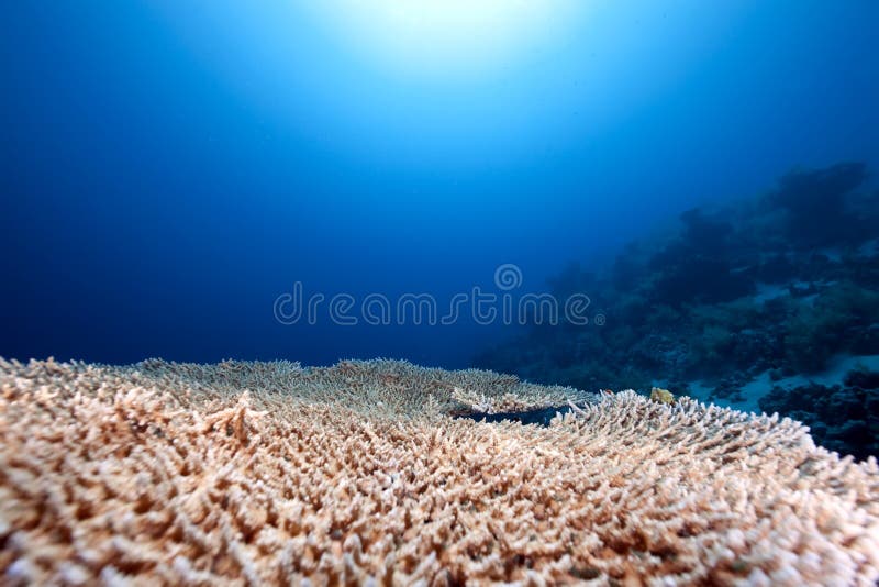 Table coral and ocean