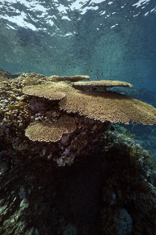 Table coral and ocean