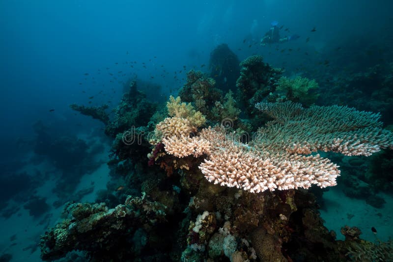 Table coral in the Red Sea.