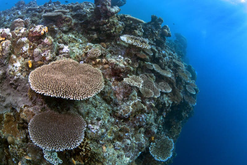 A Shallow Reef with a Multitude of Table Coral Colonies Stock Photo ...