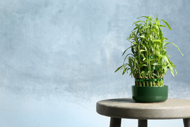 Table with Potted Bamboo Plant Near Color Wall. Stock Photo Image of