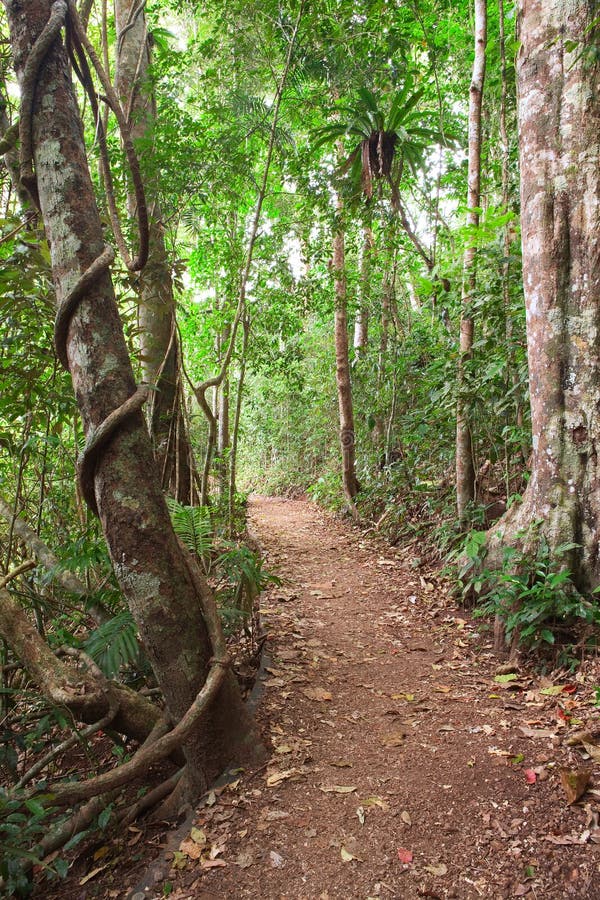 Tablelands Austrália da fuga da floresta tropical