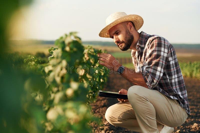 Tabletă digitală în mâini. Fermierul este pe terenul agricol royalty free stock image