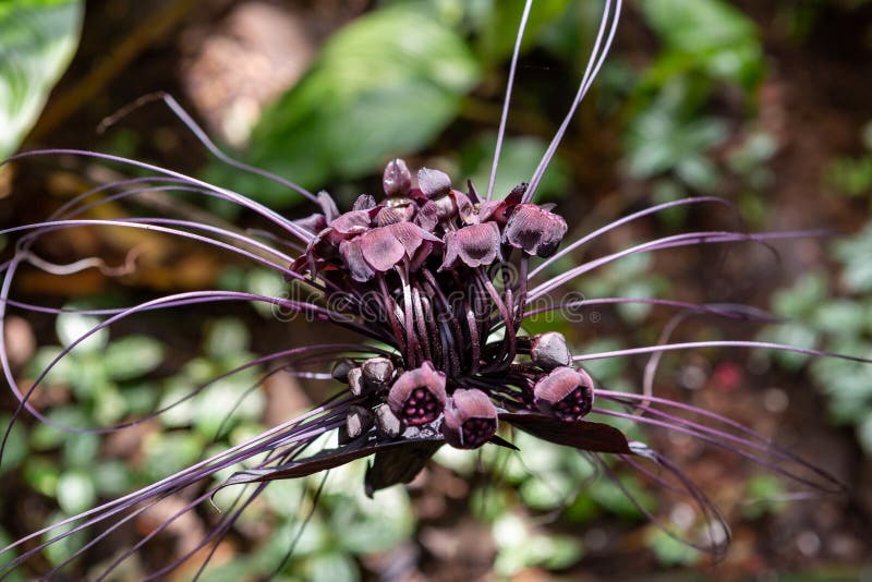 Tacca Chantrieri Ou Bastão-flor Sri Lanka Foto de Stock - Imagem de flor,  planta: 183340432