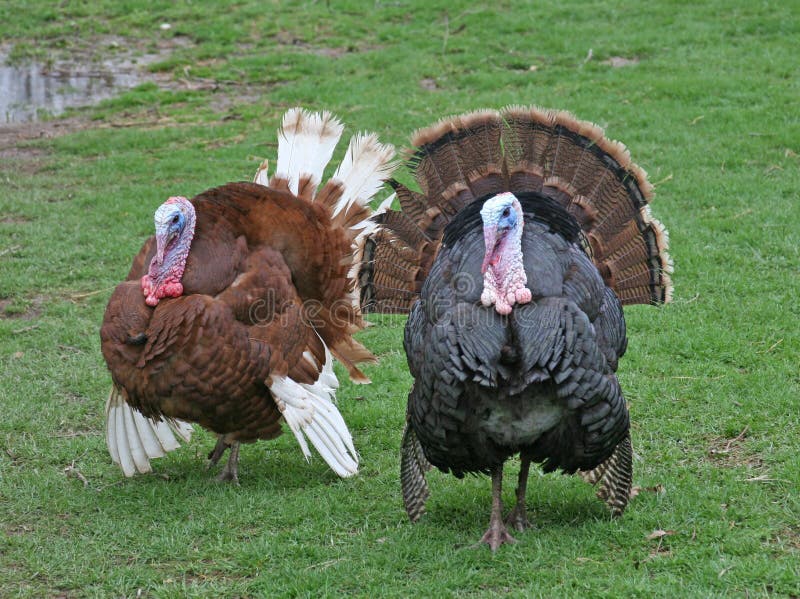 Two Adult Thanksgiving Turkey Gobblers. Two Adult Thanksgiving Turkey Gobblers