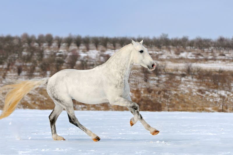 Tachetez le cheval gris galopant dans le domaine de neige