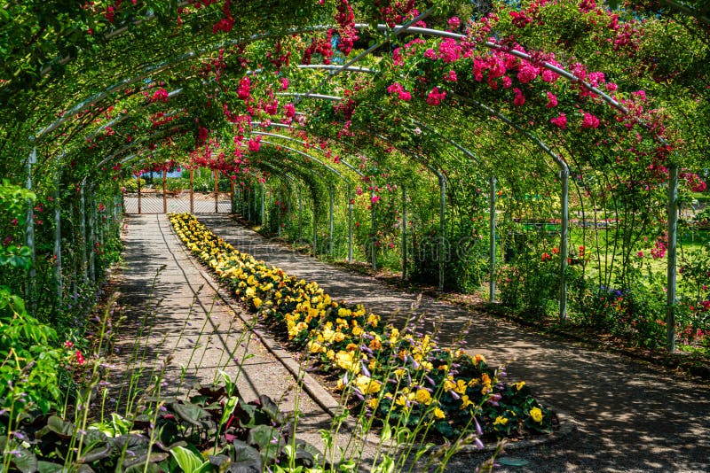 Tacoma Park Rozenboog royalty-vrije stock fotografie