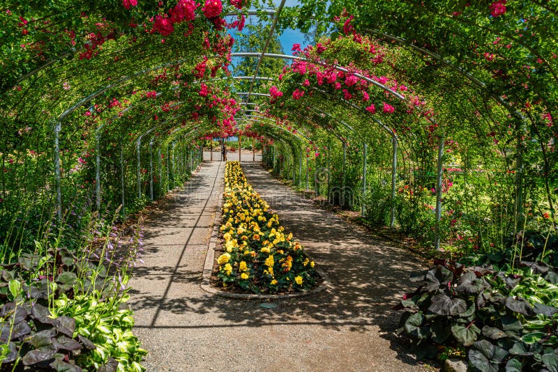 Tacoma Park Rozenboog 2 royalty-vrije stock afbeelding